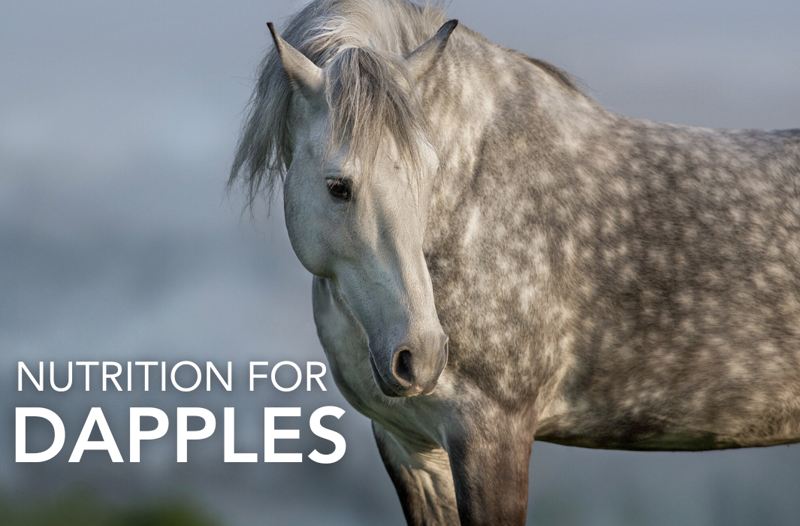 Nutrition for Dapples | Equine Science Matters™